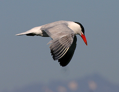 ad Caspian Tern